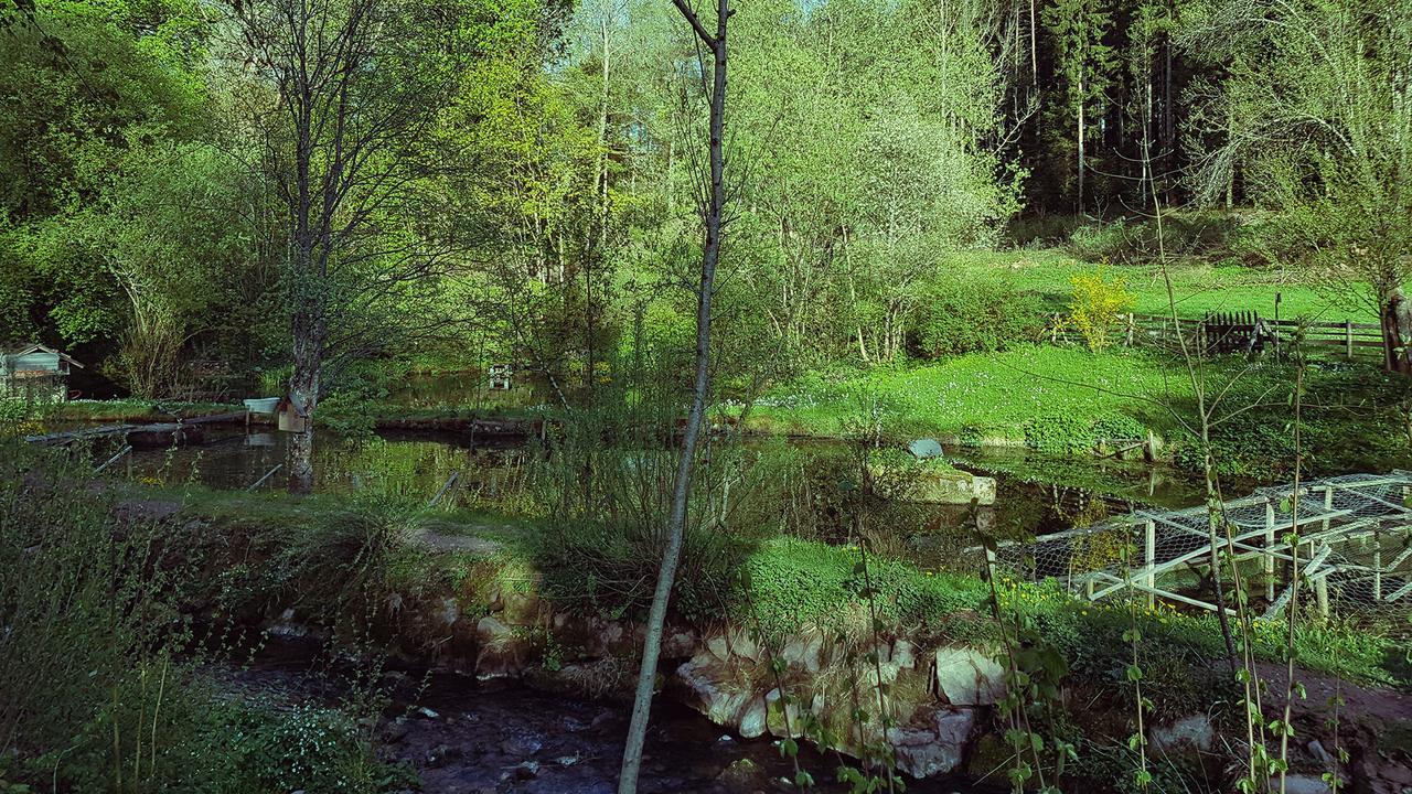 Gut Lauterbad Hotel フロイデンシュタット エクステリア 写真